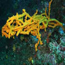 See all pictures for Axinella polypoides