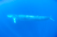 See all pictures for Balaenoptera physalus