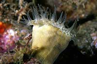 See all pictures for Balanophyllia europaea