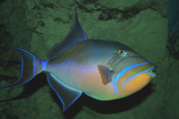 See all pictures for Balistes vetula