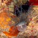 See all pictures for Bartholomea annulata