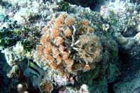 See all pictures for Bispira brunnea