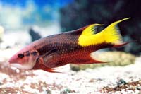 See all pictures for Bodianus pulchellus