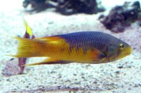 See all pictures for Bodianus rufus