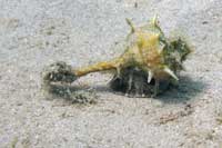 See all pictures for Bolinus brandaris
