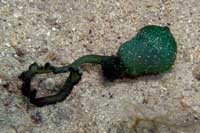Ver todas las fotos para Bonellia Viridis