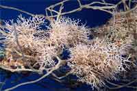 See all pictures for Bracebridgia subsulcata