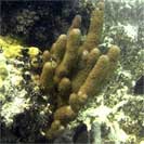 See all pictures for Briareum asbestinum
