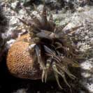 See all pictures for Bunodosoma granulifera