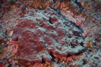 See all pictures for Cacospongia scalaris