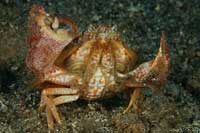 See all pictures for Calappa gallus