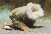 See all pictures for Calliactis parasitica
