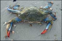 See all pictures for Callinectes sapidus