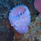 See all pictures for Callyspongia plicifera
