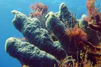 See all pictures for Callyspongia vaginalis