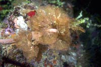 See all pictures for Canda Simplex