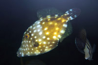 See all pictures for Cantherhines macrocerus
