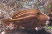 See all pictures for Cantherhines pullus