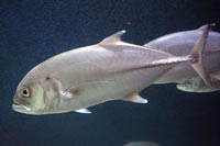 See all pictures for Caranx hippos
