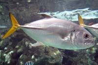 See all pictures for Caranx latus