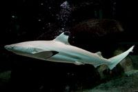 See all pictures for Carcharhinus melanopterus