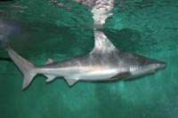 See all pictures for Carcharhinus Plumbeus
