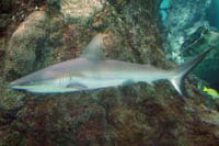 See all pictures for Carcharhinus perezi