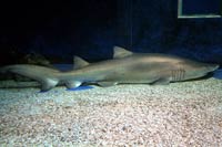 See all pictures for Carcharias taurus