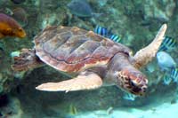 See all pictures for Caretta caretta
