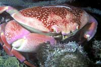 See all pictures for Carpilius corallinus