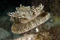 See all pictures for Cassiopea xamachana