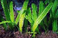 See all pictures for Caulerpa taxifolia