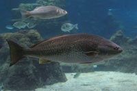 See all pictures for Centrolophus niger