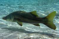 See all pictures for Centropomus undecimalis