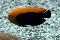 See all pictures for Centropyge aurantonotus