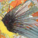 See all pictures for Centrostephanus longispinus