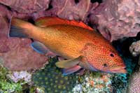 See all pictures for Cephalopholis fulva