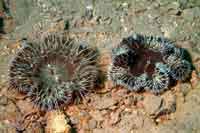 See all pictures for Cereus pedunculatus