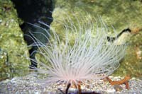 See all pictures for Ceriantheomorphe brasiliensis