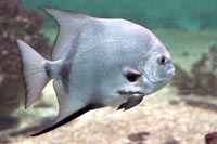 See all pictures for Chaetodipterus faber