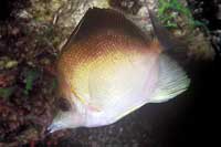See all pictures for Chaetodon aculeatus