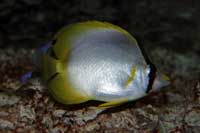 See all pictures for Chaetodon ocellatus