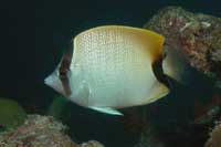 See all pictures for Chaetodon sedentarius