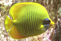 See all pictures for Chaetodon semilarvatus