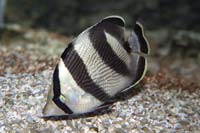 See all pictures for Chaetodon striatus