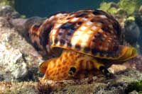 See all pictures for Charonia variegata