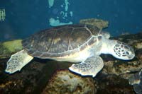 See all pictures for Chelonia mydas