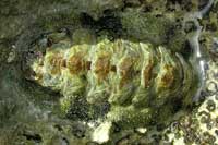 See all pictures for Chiton tuberculatus