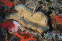 See all pictures for Chondrosia reniformis