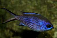 See all pictures for Chromis cyanea